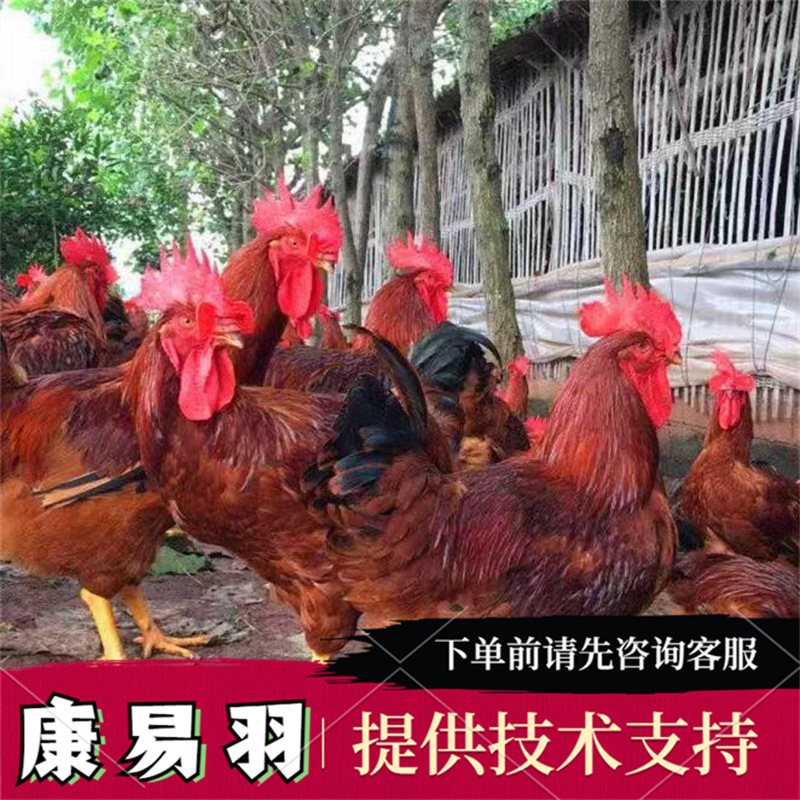 黄腿大红公鸡苗 九斤红养殖孵化场 提供鸡苗批发饲养户 健康鸡苗