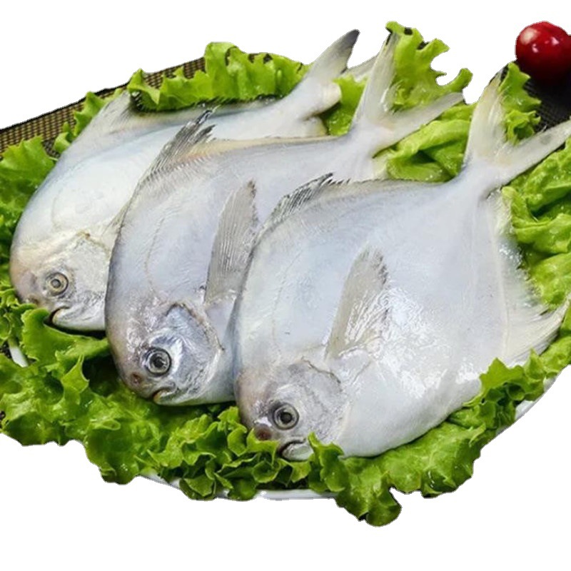 约3两1条大号白鲳鱼 无冰鲜冻银鲳鱼 1斤约2/4条 12斤包邮商用
