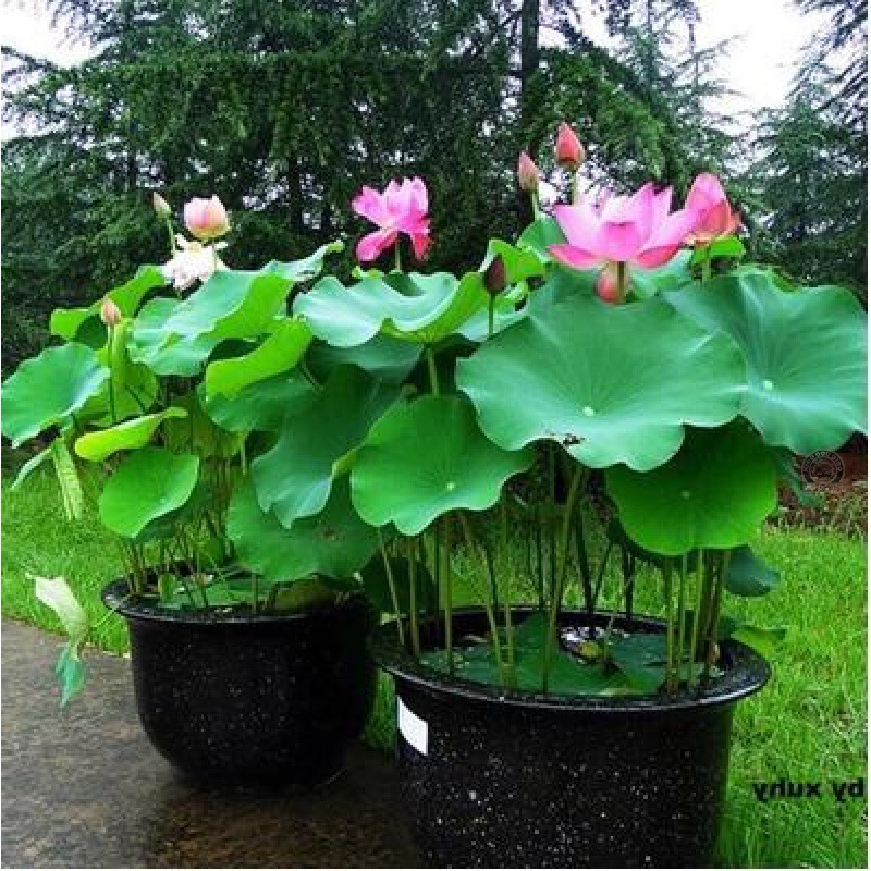 观赏荷花种藕苗莲藕种苗碗莲盆栽荷花水培四季开花室内外带芽
