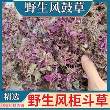 风柜斗草肝茶野生风鼓草正宗福建风骨草丰谷草楮头红龙胆草肝茶