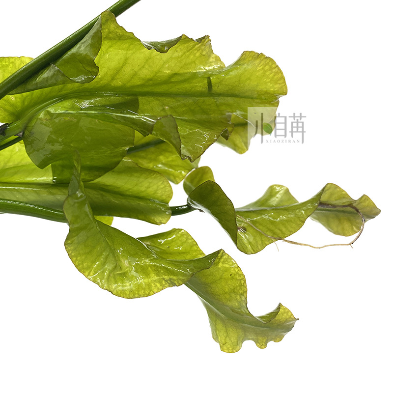 日本荷根青绿荷根水草活体鱼缸真水草观赏水草水草缸物浮叶睡莲类
