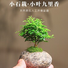 九里香迷你小盆栽微盆景室内观叶花卉绿植石头盆好养易活桌面绿植