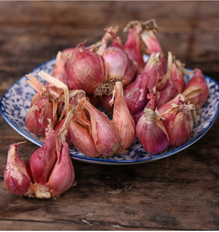 火葱头香葱四季葱种籽小香葱种子葱苗阳台盆栽蔬菜红红葱种籽孑