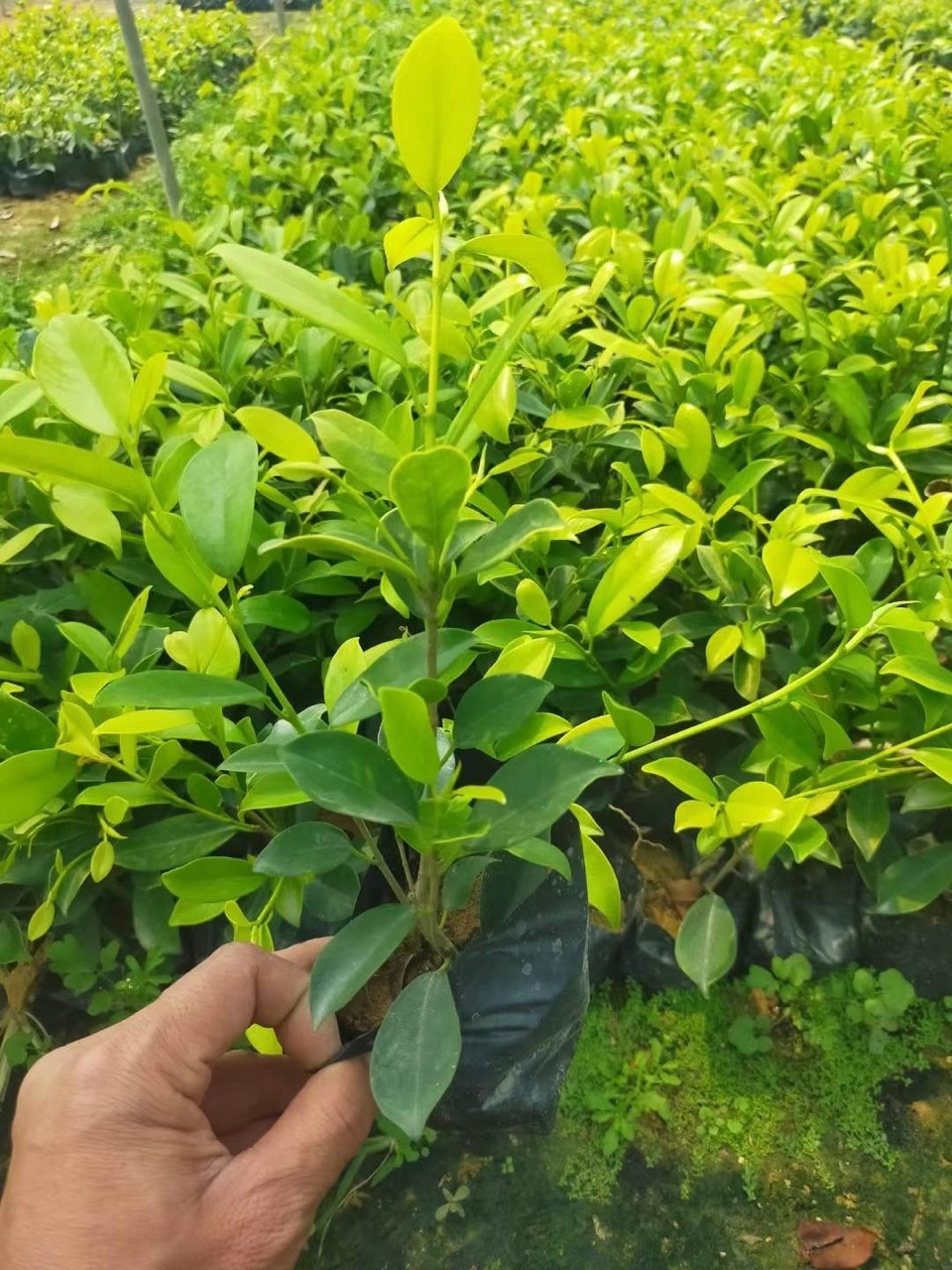 黄金榕 灌木黄金榕 广东黄金榕 大量销售 量大价优-阿里巴巴