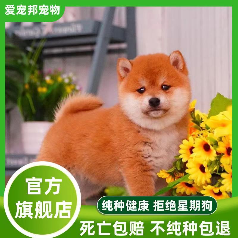 日本柴犬纯种幼犬活体家养宠物柴犬幼崽赤柴黑柴真