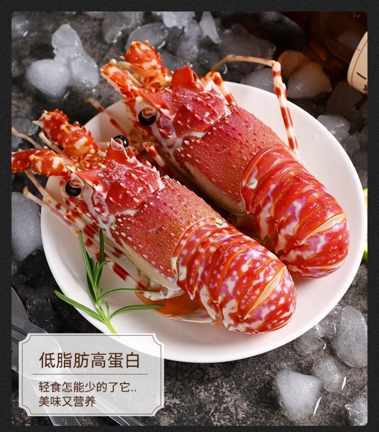 2只包邮玫瑰龙新鲜活冻海捕红龙虾海鲜水产非青龙虾澳龙刺身
