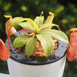 22红宝石猪笼草食虫植物稀有多肉小盆栽驱蚊草z捕蝇草食人花室内