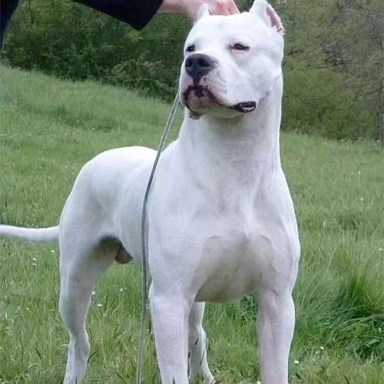 出售纯种杜高幼犬活体大型杜高猎犬大型猛犬幼崽护卫犬狗狗宠物犬