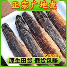 广西地龙中药材整条新货广地龙干蚯蚓无硫整条白颈无泥地龙粉全开