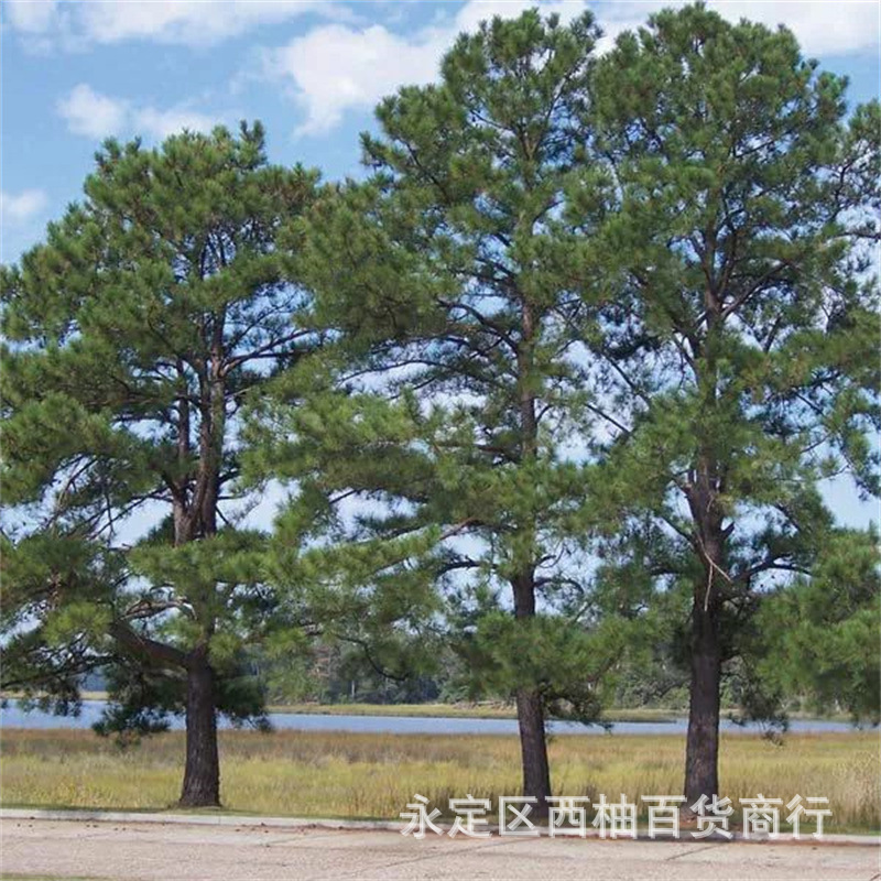 火炬杉种子刺杉水杉沙树种子冷杉落羽杉云杉银杉银杉 杉树种子