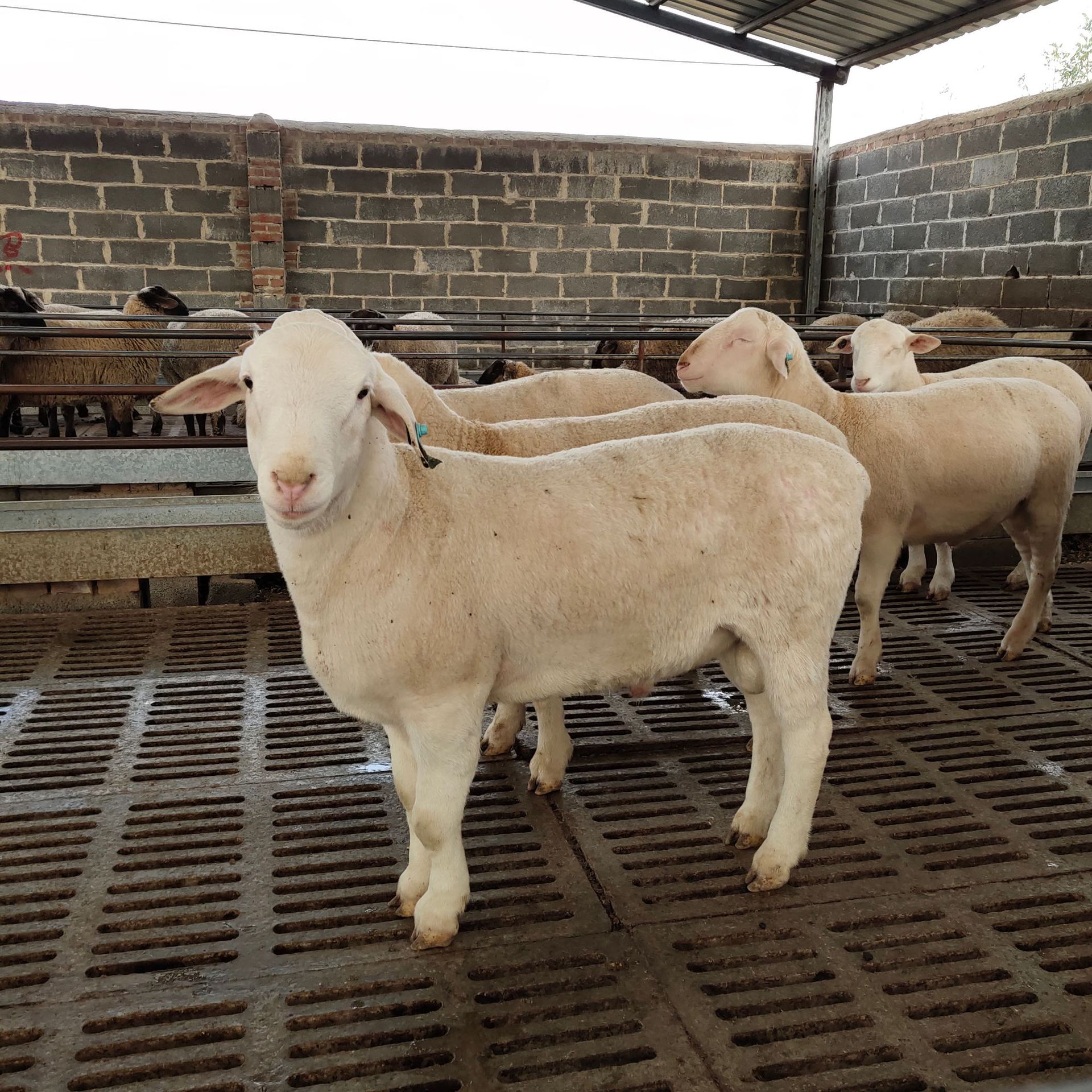 出售批发小羊苗 活羊苗 澳洲白羊养殖场 澳洲白绵羊肉羊育肥羊