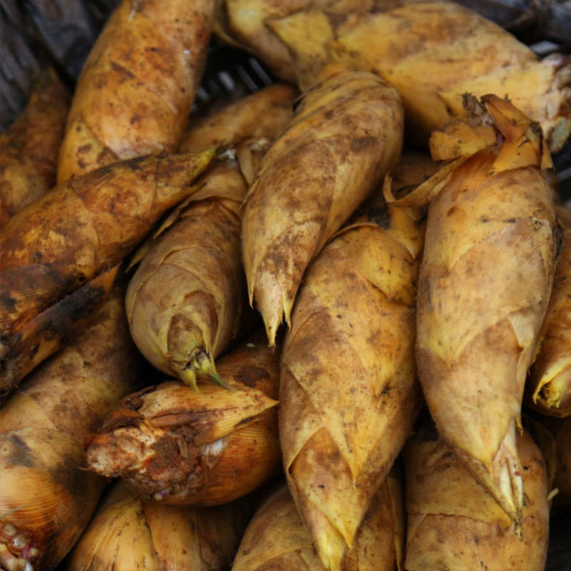 冬笋新鲜福建高山竹笋去老根春笋胜临安野生农产品蔬菜黄泥笋网红