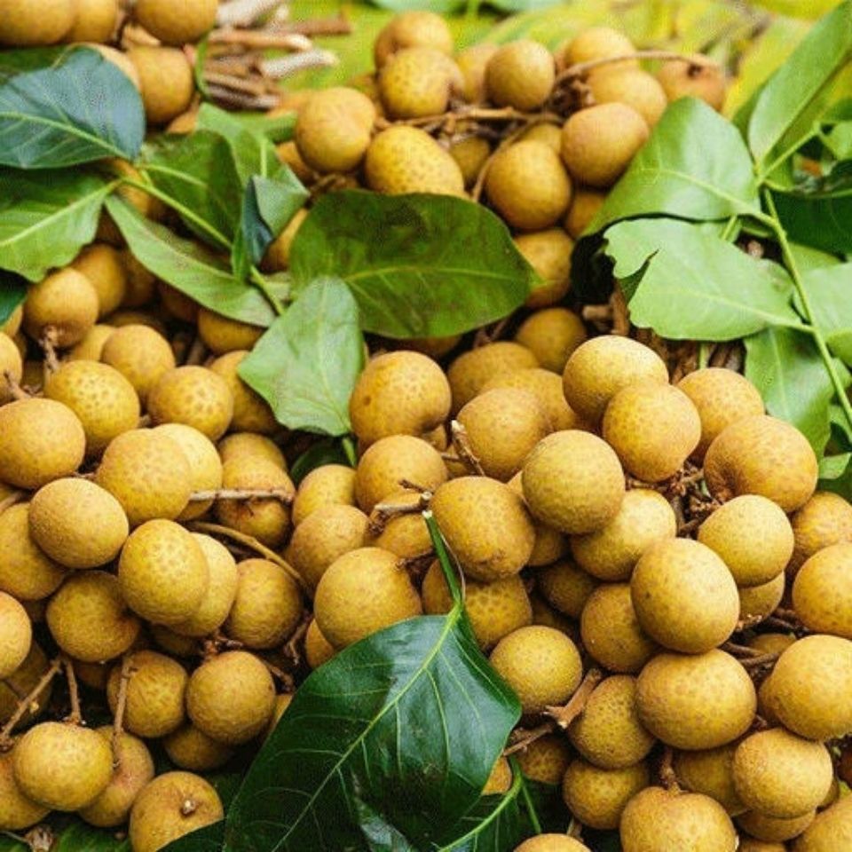 现摘现发泰国新鲜龙眼桂圆新鲜当季孕妇水果中大果2/5斤整箱包邮