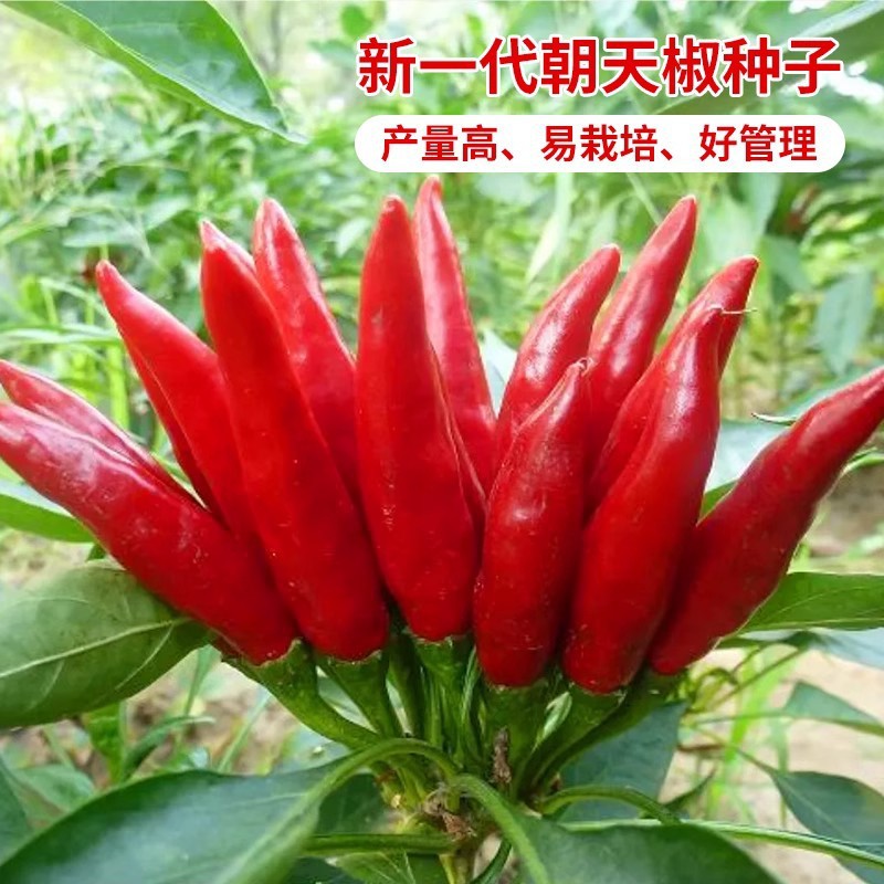 新一代朝天椒种子 辣椒籽高产小米辣小米椒南方四季盆栽蔬菜种孑