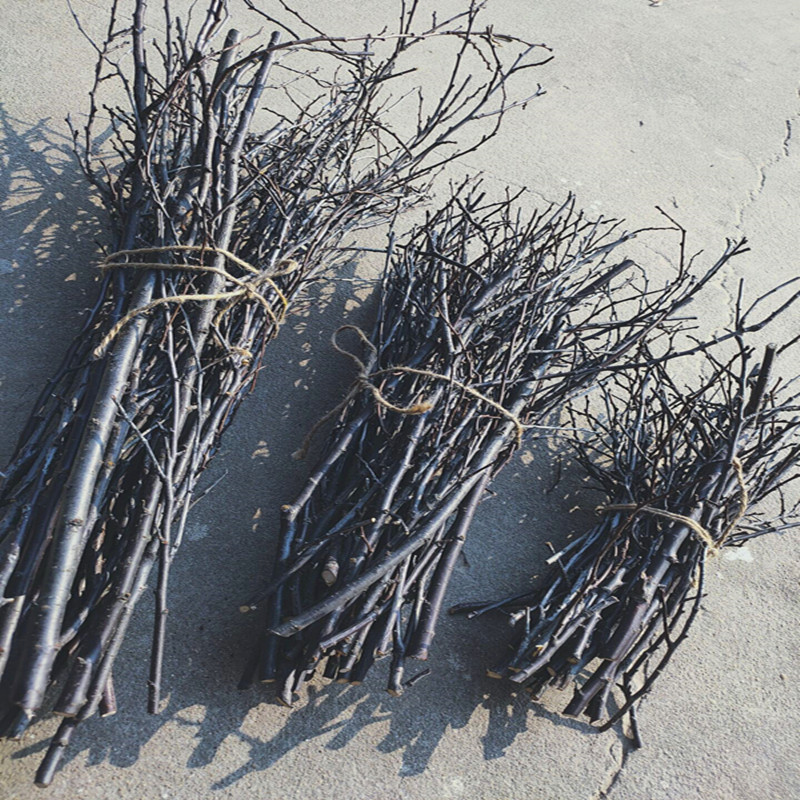 天然树枝干-天然树枝干厂家,品牌,图片,热帖-阿里巴巴