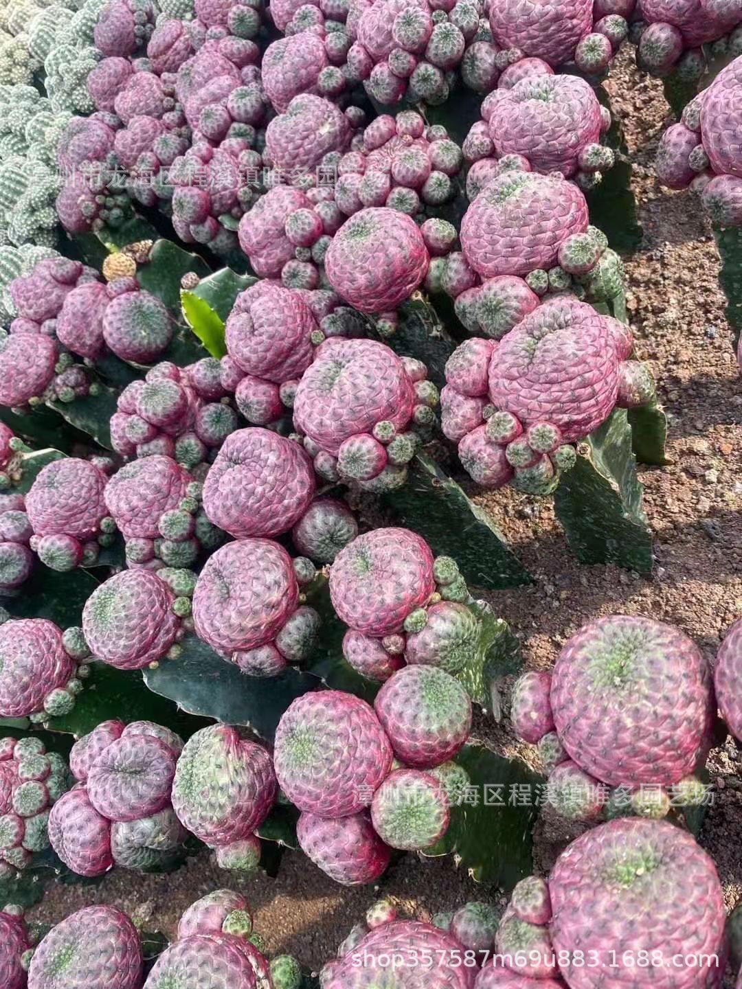 红丽丸带柱子仙人球多肉植物景观盆栽好养活沙生植物仙人柱仙人掌