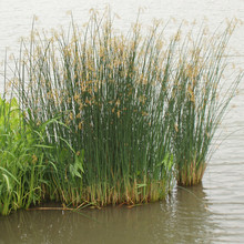 基地批发水生植物水葱苗池塘湿地绿化水体净化水质量大优惠