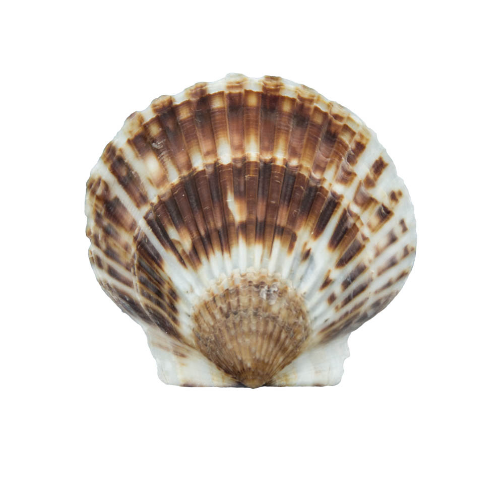 海螺贝壳由于长期海底生长,表面会有不同呈度的附着物,从海里起捞后都