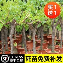 葡萄树苖阳光玫瑰葡萄苗盆栽庭院爬藤南方北方种植巨峰无籽葡萄苗