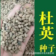 杜英树种子林木种子小叶杜英种子大叶杜英种子林木种子杜英种籽