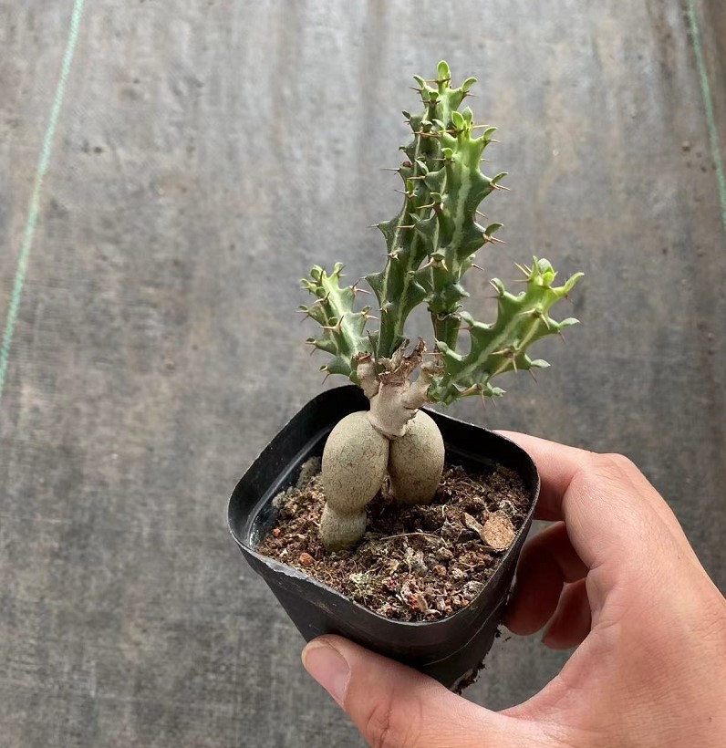 狗奴子麒麟 华烛麒麟7cm盆实拍参考块根多肉植物基地直销量大从优