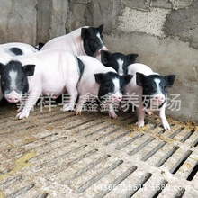 巴马香猪哪里有卖 巴马香猪养殖基地 巴马香猪多少钱一头 小香猪