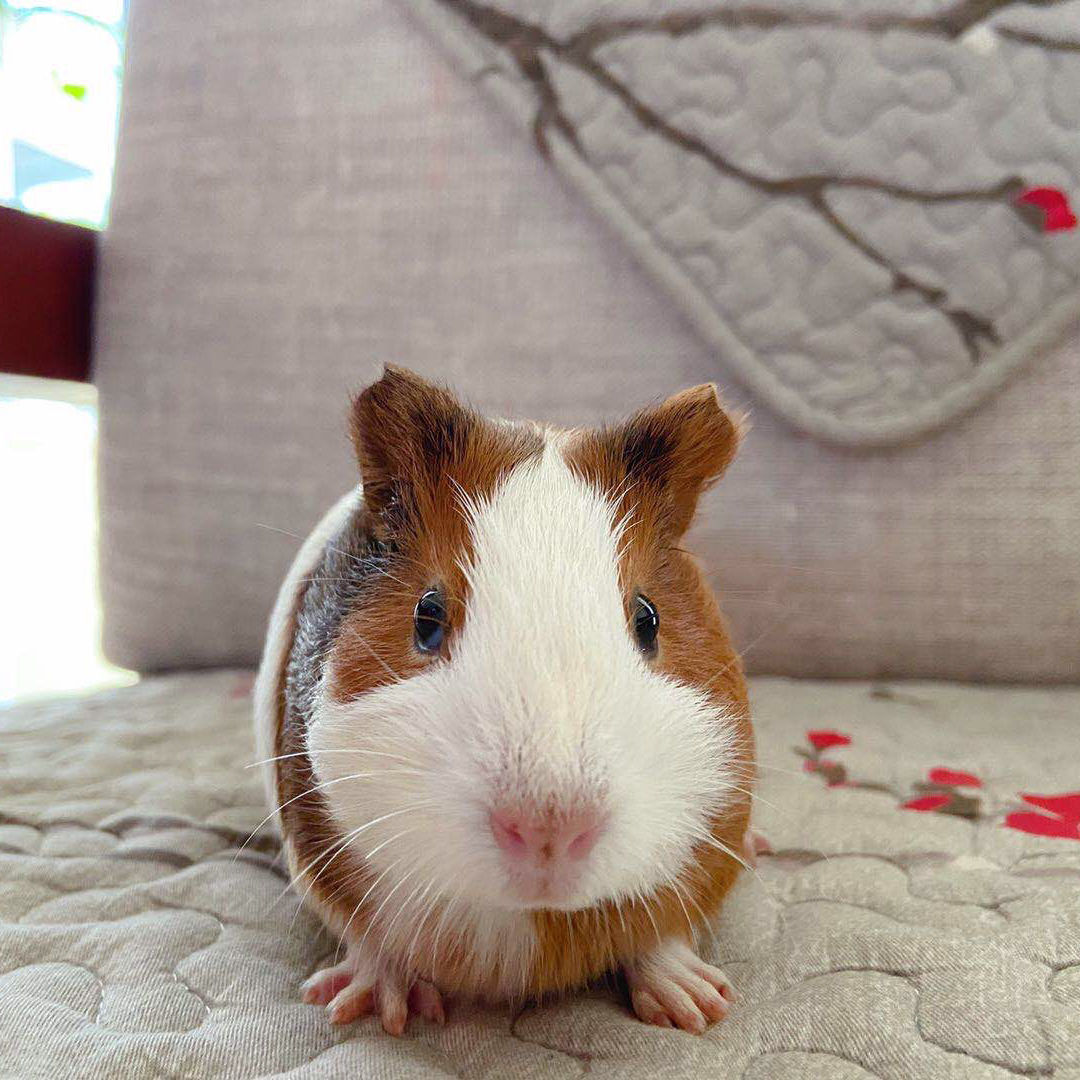 荷兰猪宠物豚鼠活物河南猪荷兰兔荷兰鼠活体宠物迷你荷兰猪