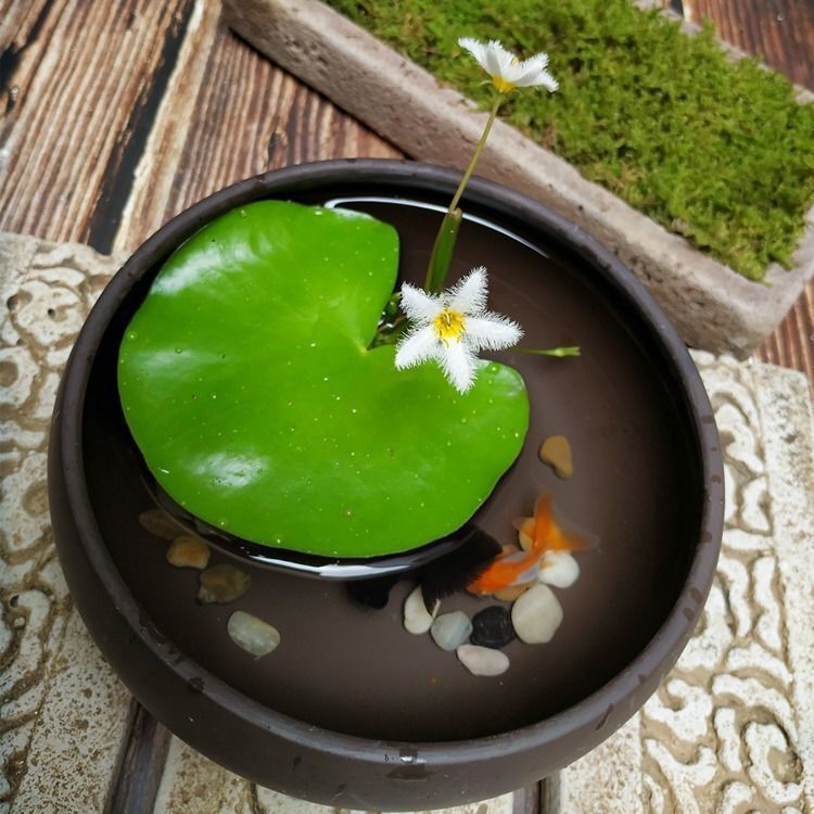 一叶莲碗莲水生花卉水培植物室内阳台四季开花盆栽鱼缸浮生莲花
