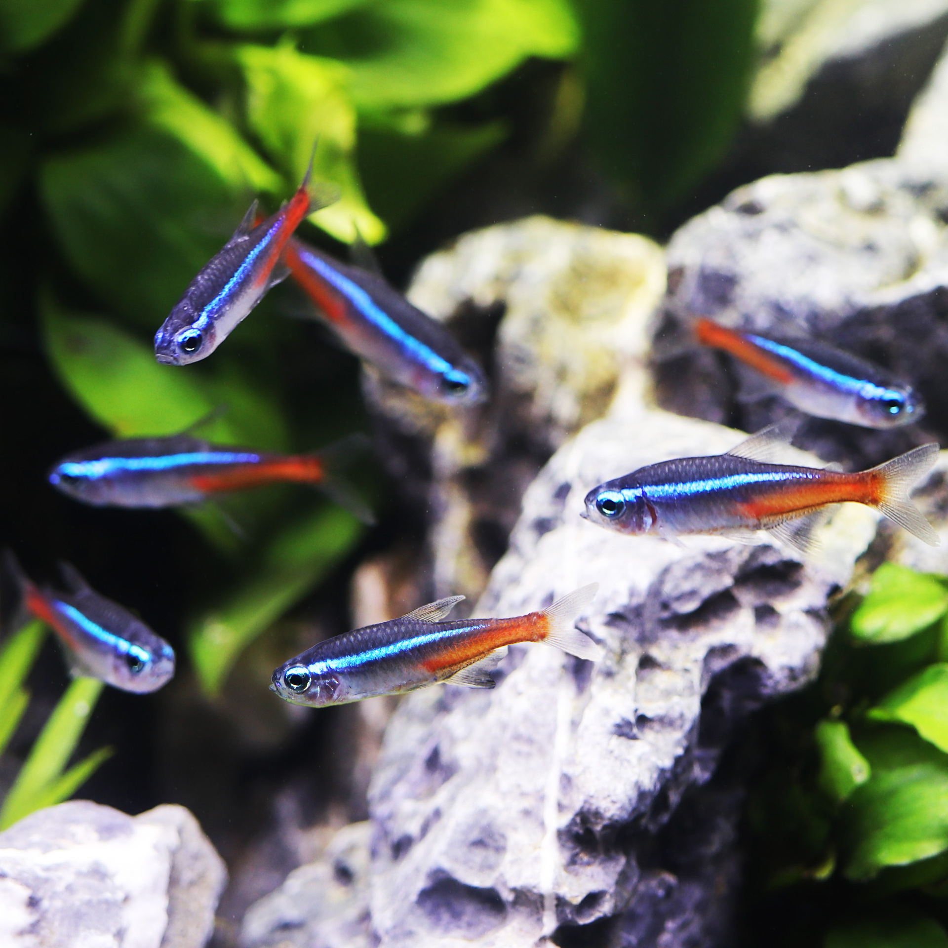 热带鱼观赏鱼灯科鱼红绿灯鱼草缸群游鱼活体宠物鱼渔场批发包损