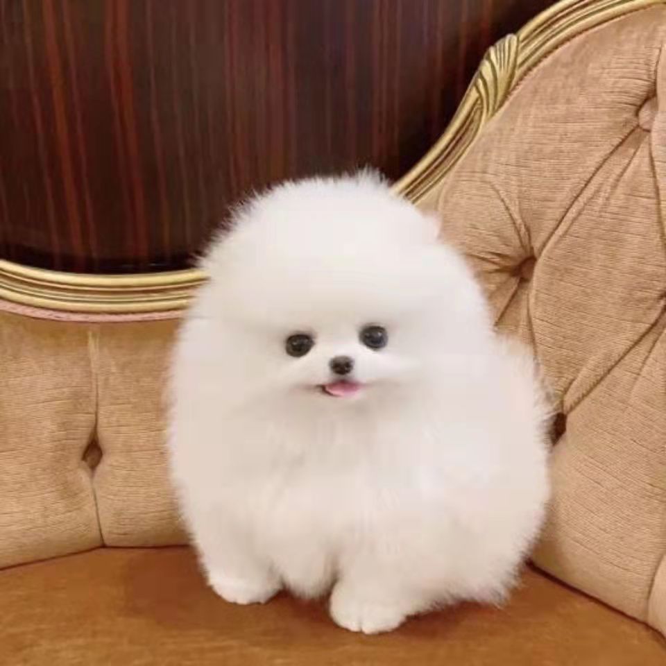 博美幼犬纯种博美犬活体小型犬茶杯犬俊介犬袖珍博美犬博美宠物