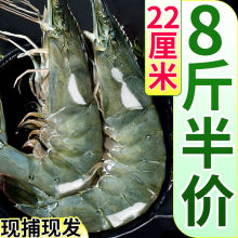 新鲜青岛大虾超大海虾冷冻非白虾对虾整箱批发海鲜