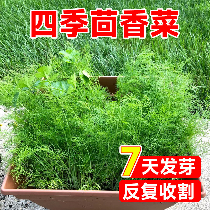 茴香菜种籽秋播蔬菜种子孑南方阳台小茴香苗盆栽自种菜籽四季种植