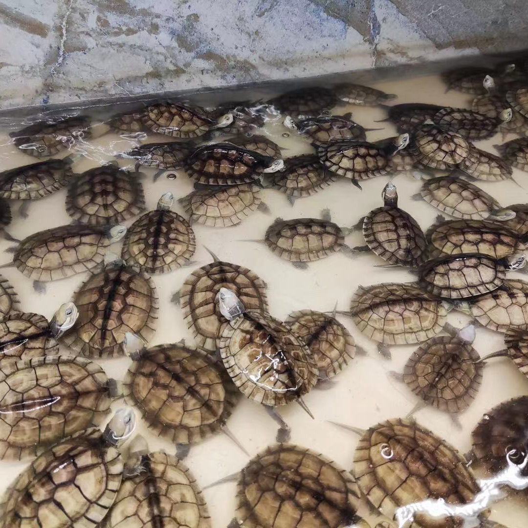 南石龟苗 招财石金钱龟发色龟粮 纯种南石种龟宠物龟招财镇宅风水