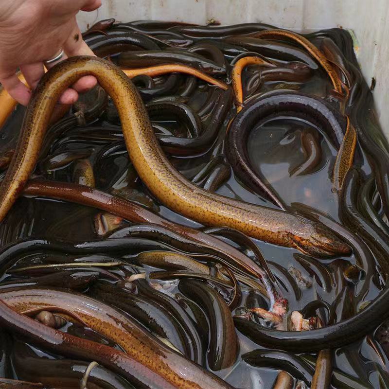 鲜活活黄鳝包活野生黄鳝鱼批发盘龙鳝鱼湖北黄鳝鱼大黄鳝巨大新鲜