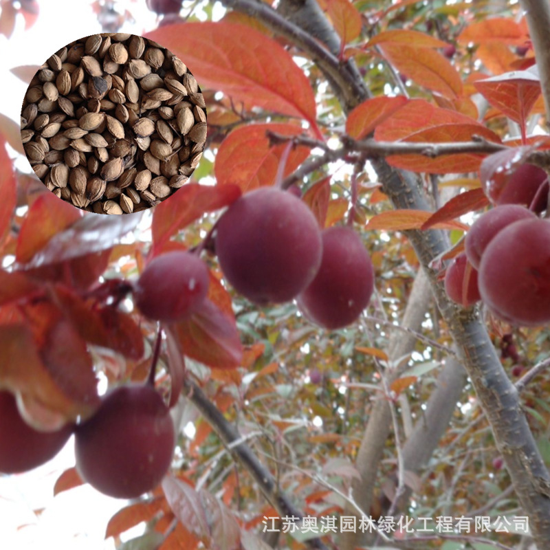 新采稠李种子 紫叶李种子 紫叶稠李种紫叶李树苗红叶李树植物种子