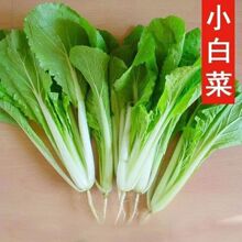 四季奶油小白菜种子早熟小青菜阳台盆栽四季蔬菜种子