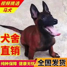 出售马犬幼犬活体小马犬幼崽马犬活体纯种宠物狗精品马犬活体幼犬