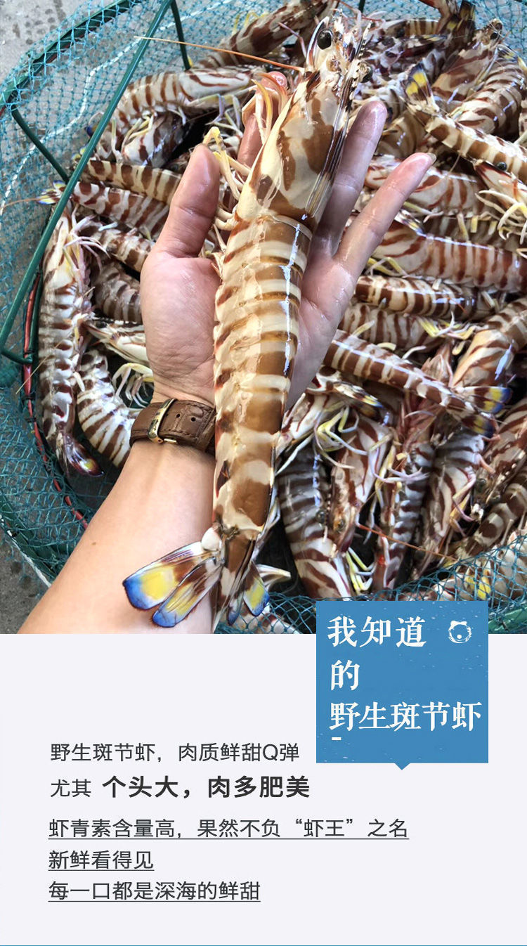 野生斑节虾新鲜海虾水产鲜活基围虾竹节虾新鲜大虾批发鲜活九节虾