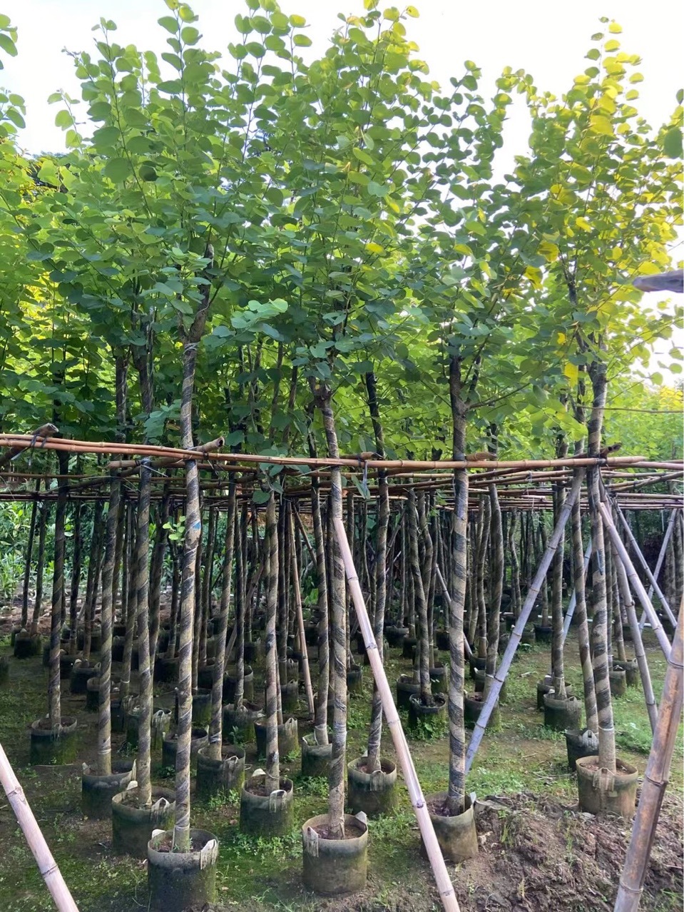 宫粉紫荆树苗 红花羊蹄甲袋苗 行道树 5-20公分 大量现货供应