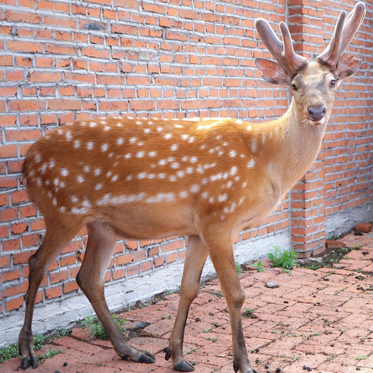 哪里有卖梅花鹿活体的 带鹿茸的梅花鹿一只多少钱 梅花鹿幼崽出售