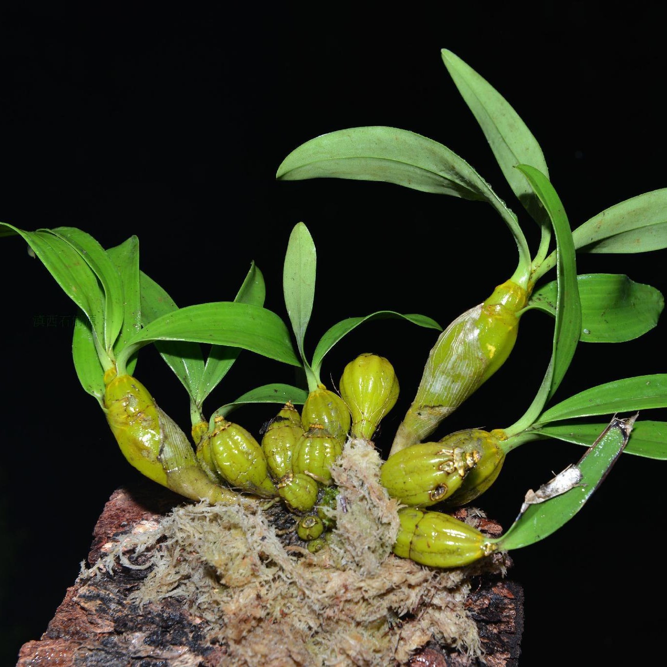 安徽铁皮石斛代理批发-阿里巴巴