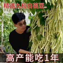 摘不败九粒白芸豆蔬菜高产压塌架早熟春秋季四季豆老来少豆角种籽