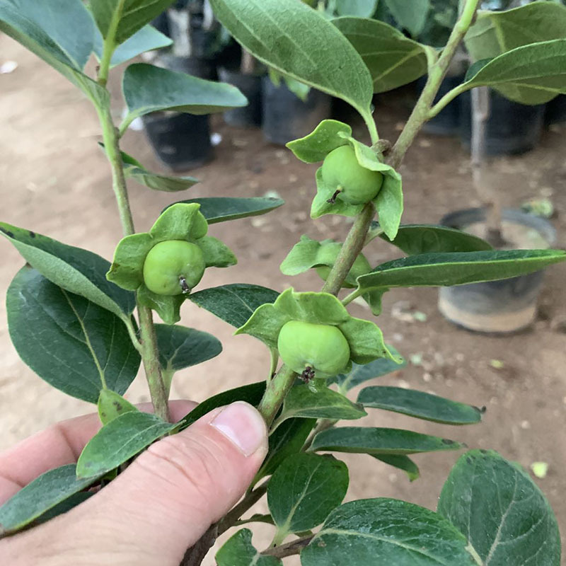 果树苗脆甜柿子树苗嫁接盆栽苗地栽带果发货带土球带叶南北方种植