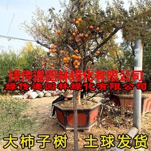 无核脆甜柿子树苗特大带土南方北方种植庭院盆栽地栽阳台黑柿果树