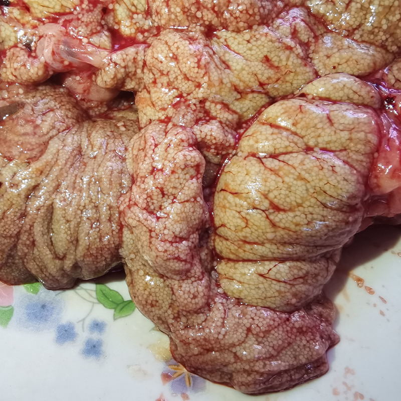 新鲜鱼籽鲤鱼籽鱼卵鱼蛋淡水鱼泡活鱼现杀冷冻1斤2斤酒店餐馆批发