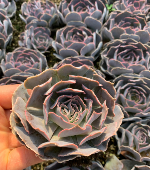 天羽多肉 安娜玫瑰 沙漠之星 大单头 裸根发 植物批发 大棚基地