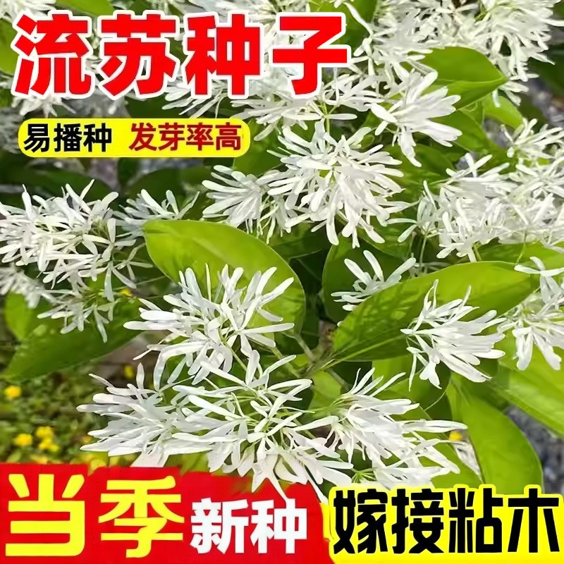 流苏种子油棘种籽四季种开花易活牛筋子乌金子种子庭院景观花树苗