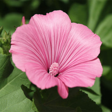 批发美丽花葵种子四季播易活室内阳台盆栽花坛盆栽花草籽花卉种子