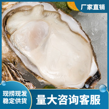 乳山生蚝海鲜烧烤自助酒店鲜活牡蛎海蛎子生蚝肉整箱批发厂家包邮