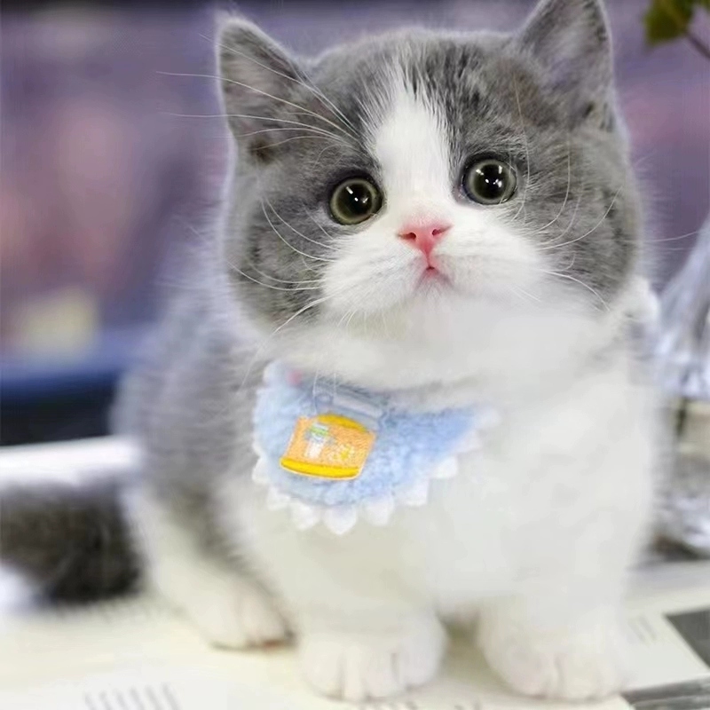 ly纯种英短蓝猫活体蓝白英短猫幼猫矮脚猫折耳小猫活物宠物猫咪幼